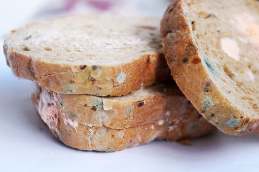 blue and pink mold on bread close-up