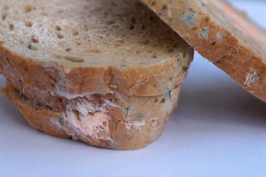 blue and pink mold on bread close-up