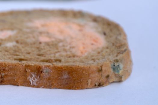 a piece of moldy bread on a white background