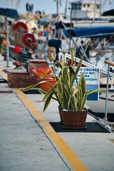 Sansevieria flower in a pot in Limassol Marina. Cyprus