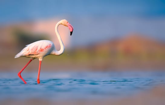 Greater flamingos are famous pink birds can be found in warm, watery regions on many continents. They favor environments like estuaries and saline or alkaline lakes.