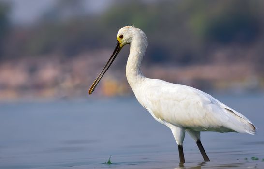 Spoonbill is Distinctive, large white wading bird with a spatula for a bill. Adult has short crest, yellowish breast patch. First year has paler bill, with fine black wingtips visible in flight.