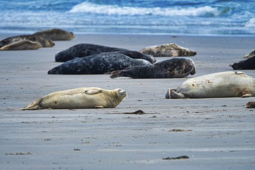 Grey seal on South beach ofHeligoland - island Dune - germany