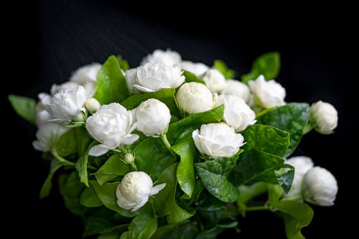 Jasmine bouquet with white fragrance on soft focus black background, the concept of giving jasmine to Mother's Day in Thailand.