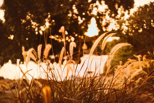 torpedo grass and orange sunset by the sea