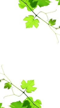 Nature themed 4K (16:9) mobile wallpaper: grapevine