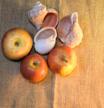 composition of apples and sea shells on a background of rough fabric, top view