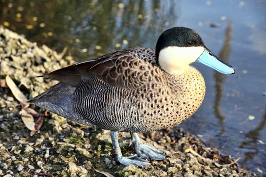 Anus Versicolor puna, Puna Teal duck which is a bird found in South American countries stock photo