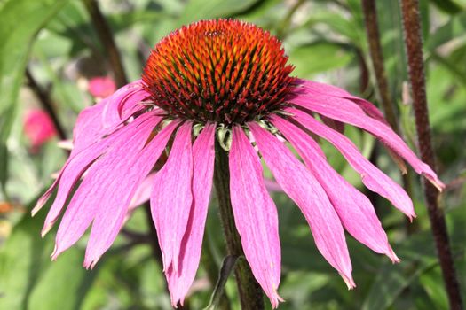 Echinacea purpurea a popular purple hardy perennial garden flower plant often called a coneflower stock photo