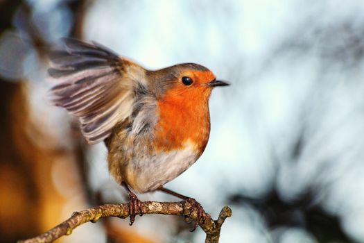 Robin redbreast ( Erithacus rubecula) on a branch of a winter woodland tree with its open wings outstretched stock photo