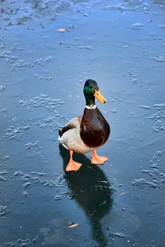 Male Mallard duck (Anus platyrhynchos) or wild duck walking on a frost frozen lake in the winter season stock photo