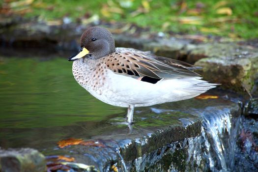 Anus flavirostris oxyptera, Sharp Winged Teal duck which is found in South American countries stock photo 