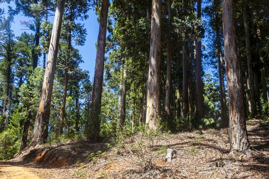 Big trees by the hiking path in the Table Mountain National Park in Cape Town.