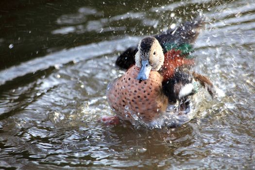 Anus Versicolor puna, Puna Teal duck a wild bird which is found in South American countries stock photo