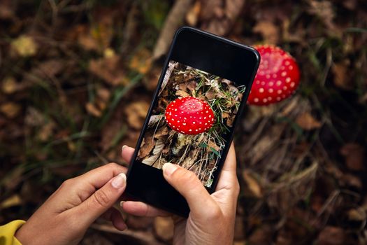 Female hands taking a picture to a mushroom