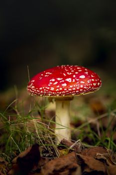 Shot of a beautiful amanita mushroom