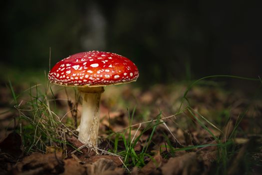 Shot of a beautiful amanita mushroom