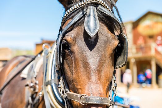 Working horse with blinders