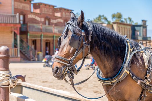 Working horse with blinders