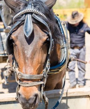 Working horse with blinders