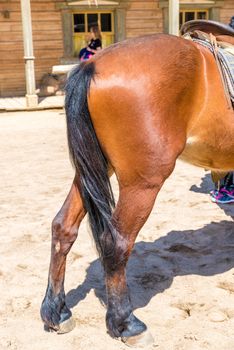 Image of brown horse back side fluttering tail in a farm