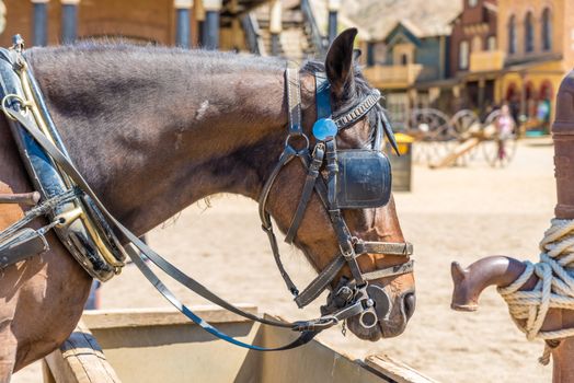 Working horse with blinders