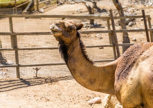 camels smiling