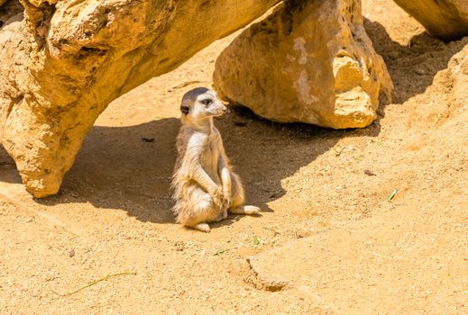 young Meerkat isolated