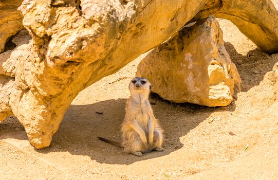young Meerkat isolated