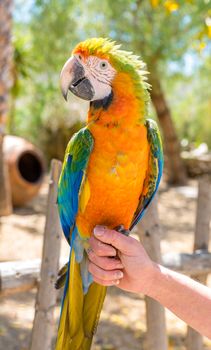 Young Blue-and-yellow Macaw - Ara ararauna