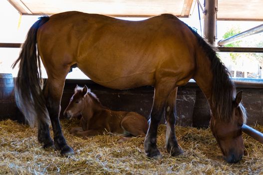 horse with his foal