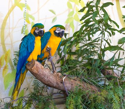 Young Blue-and-yellow Macaw - Ara ararauna