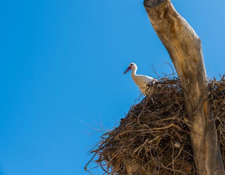 White stork perched in nest