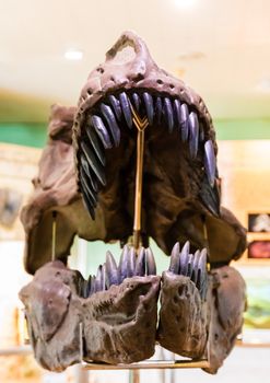 fossil dinosaur head in museum