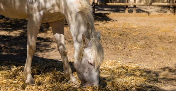 white horse eating straw