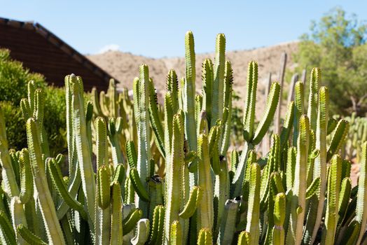 Cactus landscape. Cultivation of cacti. Cactus field. Garden of flower
