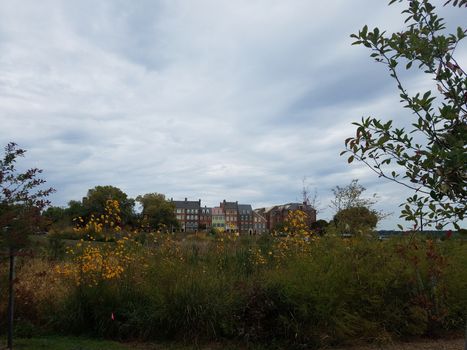 yellow flowers and houses or homes in Alexandria, Virginia and clouds