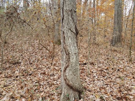 ivy vine on tree trunk in forest or woods with fallen leaves