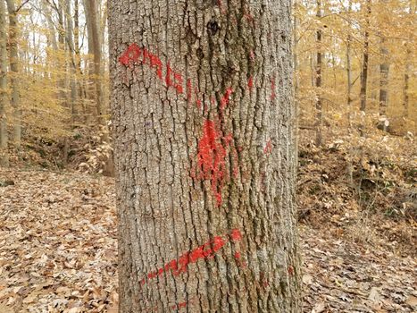 red paint or marking on tree bark in forest with fallen leaves