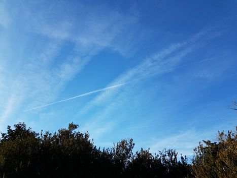 blue sky with white contrail clouds and trees and plants