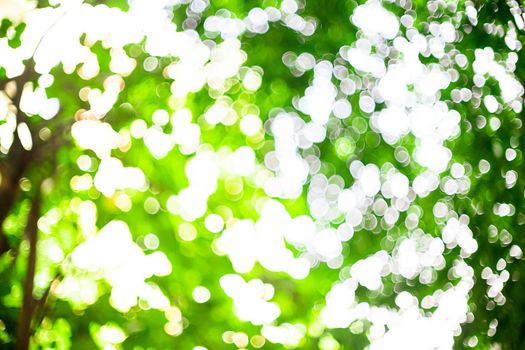 Bokeh of green leaves with natural sunlight