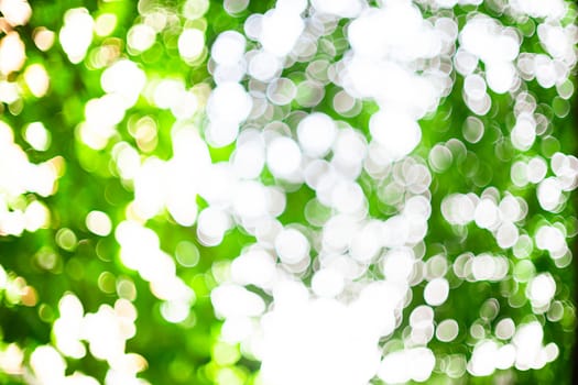 Bokeh of green leaves with natural sunlight