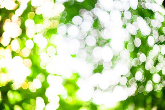 Bokeh of green leaves with natural sunlight