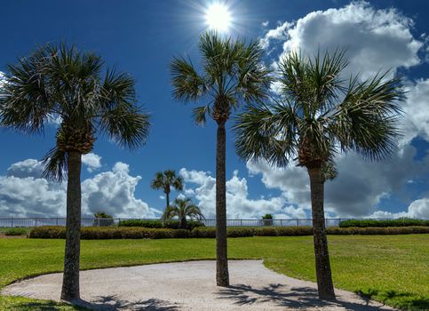 Three Palm Trees in the property of a beach condo