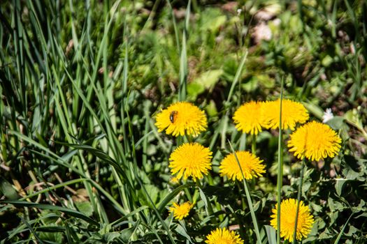 Meadow with dandelions and insects