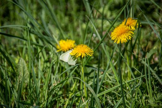 Meadow with dandelions and insects