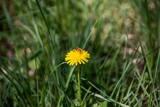 Meadow with dandelions and insects