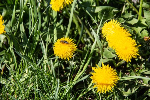 Meadow with dandelions and insects