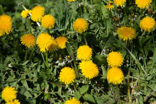 Meadow with dandelions and insects