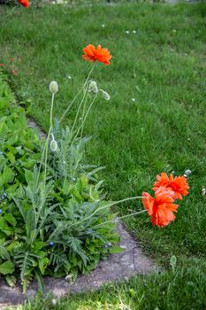 red flowers of corn poppy on meadow